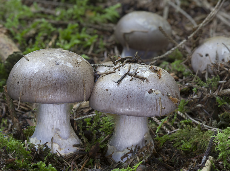 Cortinarius foetens